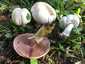 Karbolszagú csiperke (Agaricus xanthodermus), Őrség